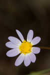 Entireleaf western daisy